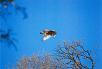 Hawk wings over oak trees