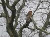Red shouldered hawk sitting in a tree